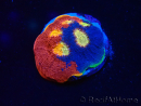  WYSIWYG - Echinophyllia Rainbow crush D4