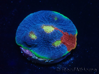 WYSIWYG - Echinophyllia Rainbow crush 21I4