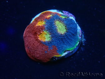  WYSIWYG - Echinophyllia Rainbow crush D4