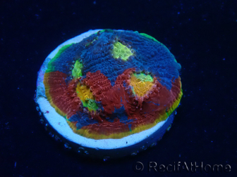  WYSIWYG - Echinophyllia Rainbow crush D5