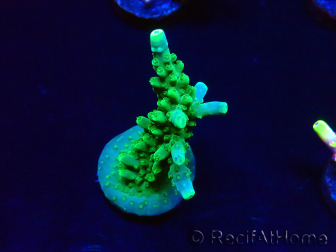 WYSIWYG RAH Acropora Joker 5H1