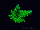 WYSIWYG Acropora yongei Geen Slimer 5N6