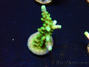 WYSIWYG RAH Acropora Joker 5H1