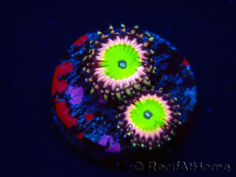 WYSIWYG - Zoanthus Candy Apple Pink 30D10