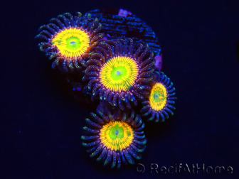 WYSIWYG - Zoanthus Sunny D 30G3