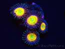 WYSIWYG - Zoanthus Sunny D 30G3