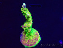 WYSIWYG MH Acropora natalensis 5C7