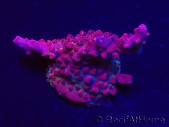 WYSIWYG RAH Acropora Ghost Town 5D6
