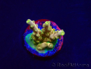 WYSIWYG RAH Acropora Dedo de Oro 5M4