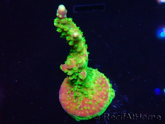WYSIWYG MH Acropora natalensis 5C7