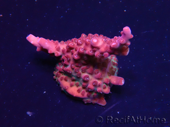 WYSIWYG RAH Acropora Ghost Town 5D6