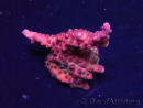 WYSIWYG RAH Acropora Ghost Town 5D6