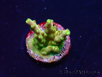 WYSIWYG RAH Acropora Gold Finger 5M4