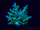 WYSIWYG Acropora turaki Hawkins 5U7