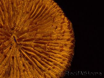 WYSIWYG Cycloseris sp 24 (4.5 cm)