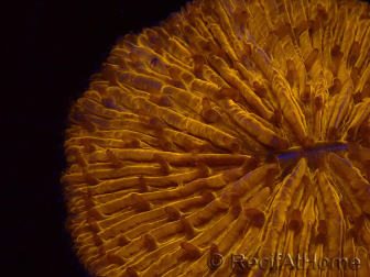 WYSIWYG Cycloseris sp 26 Ultra Neon Orange (5 cm)