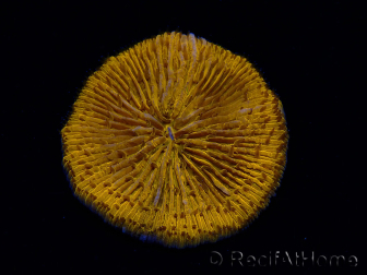WYSIWYG Cycloseris sp 24 Ultra Neon Orange (5 cm)