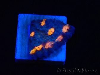 WYSIWYG - RAH Mycedium Vulkaninsel 21F4