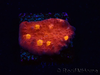 WYSIWYG - RAH Mycedium Blood Treasure 21G4