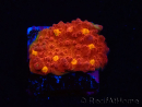 WYSIWYG - RAH Mycedium Blood Treasure 21G5