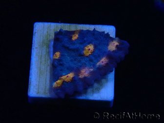 WYSIWYG - RAH Mycedium Vulkaninsel 21F4