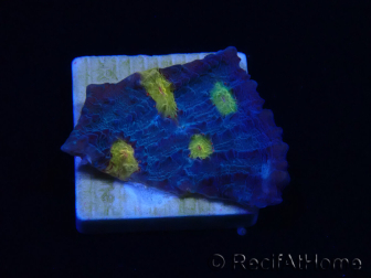 WYSIWYG - RAH Mycedium Isla del Volcán 21F5