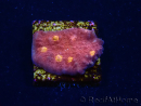 WYSIWYG - RAH Mycedium Blood Treasure 21G4