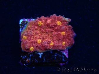 WYSIWYG - RAH Mycedium Blood Treasure 21G5
