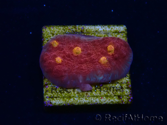 WYSIWYG - RAH Mycedium Blood Treasure 21G6