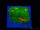 WYSIWYG - Echinophyllia 3G Mummy Eye 21B