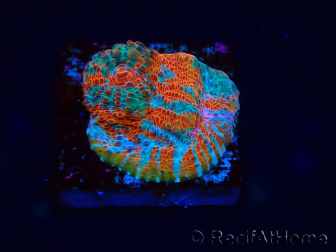 WYSIWYG - RAH Echinophyllia Starlight 21G1