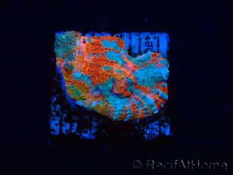 WYSIWYG - RAH Echinophyllia Starlight 21G