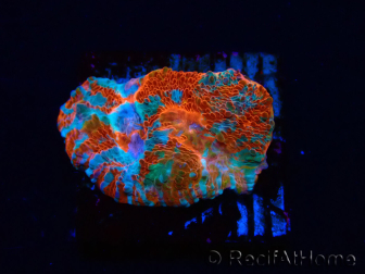 WYSIWYG - RAH Echinophyllia Starlight 21G3