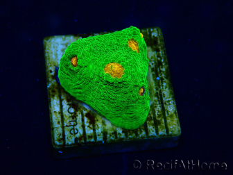 WYSIWYG - Echinophyllia 3G Mummy Eye 21B4