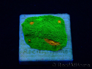 WYSIWYG - Echinophyllia 3G Mummy Eye 21B5