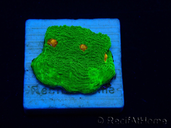 WYSIWYG - Echinophyllia 3G Mummy Eye 21B6