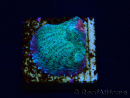 WYSIWYG - RAH Echinophyllia Gelato 21E6
