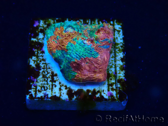WYSIWYG - RAH Echinophyllia Bahama mama 21C11