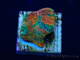 WYSIWYG - RAH Echinophyllia Bahama mama 21C12