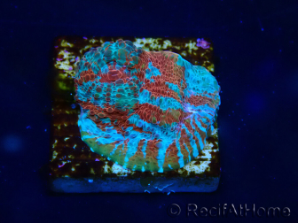 WYSIWYG - RAH Echinophyllia Starlight 21G1