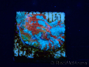 WYSIWYG - RAH Echinophyllia Starlight 21G2