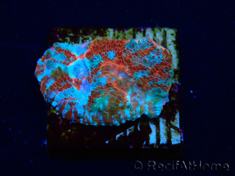 WYSIWYG - RAH Echinophyllia Starlight 21G