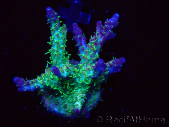 WYSIWYG- RAH Acropora Purple Haze 5B4