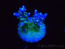 WYSIWYG RAH Acropora Blue Lagoon 5E7