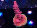 WYSIWYG RAH Acropora Cherry Bomb 5A3