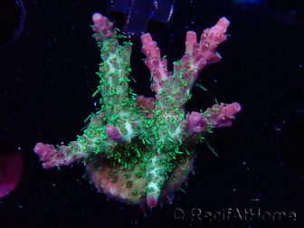 WYSIWYG- RAH Acropora Purple Haze 5B4