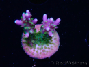 WYSIWYG RAH Acropora Blue Lagoon 5E4