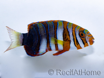 Choerodon fasciatus adulto allevamento Bali aquarich 10-12 cm