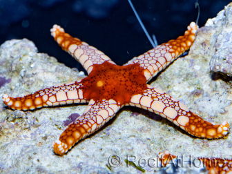 Fromia monilis