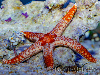 Fromia monilis
